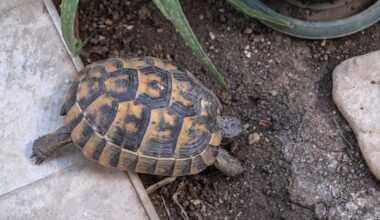 having a turtle or tortoise as a pet