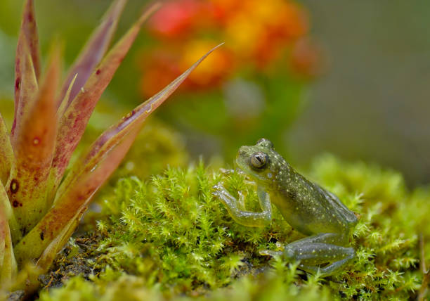  small frogs in the yard