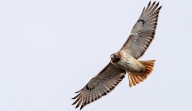 what does it mean when a red-tailed hawk visits you