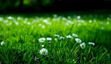 How Long Does Hydroseeding Take to Grow