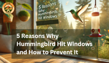 Hummingbirds Hit Windows