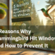 Hummingbirds Hit Windows