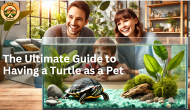 Having a Turtle as a Pet