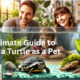 Having a Turtle as a Pet