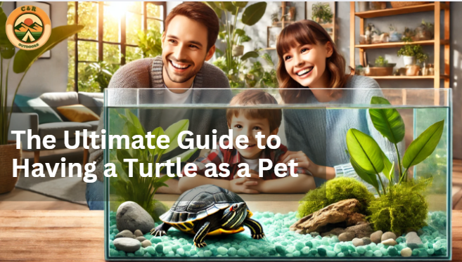 Having a Turtle as a Pet