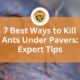 Best Ways to Kill Ants Under Pavers