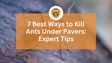 Best Ways to Kill Ants Under Pavers