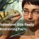 Does Chameleon Bite Really Hurt