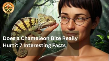 Does Chameleon Bite Really Hurt