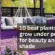 best plants to grow under pergola