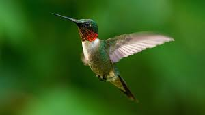 Hummingbird Hit Windows