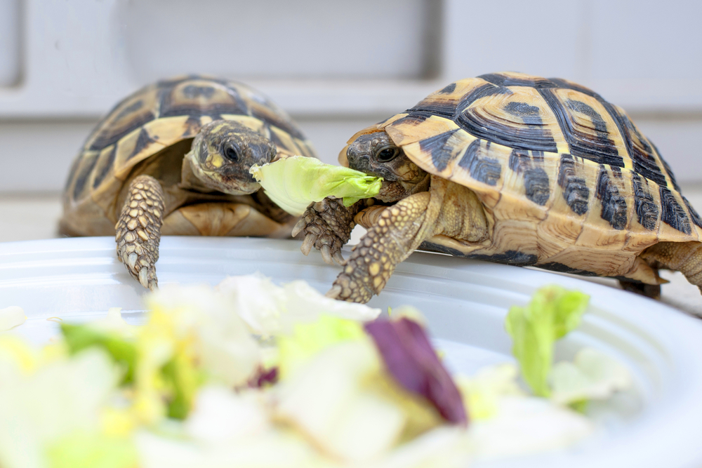 Having a Turtle as a Pet