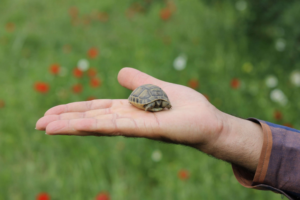 Having a Turtle as a Pet