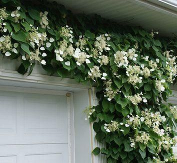 Best Plants to Grow Under Pergola