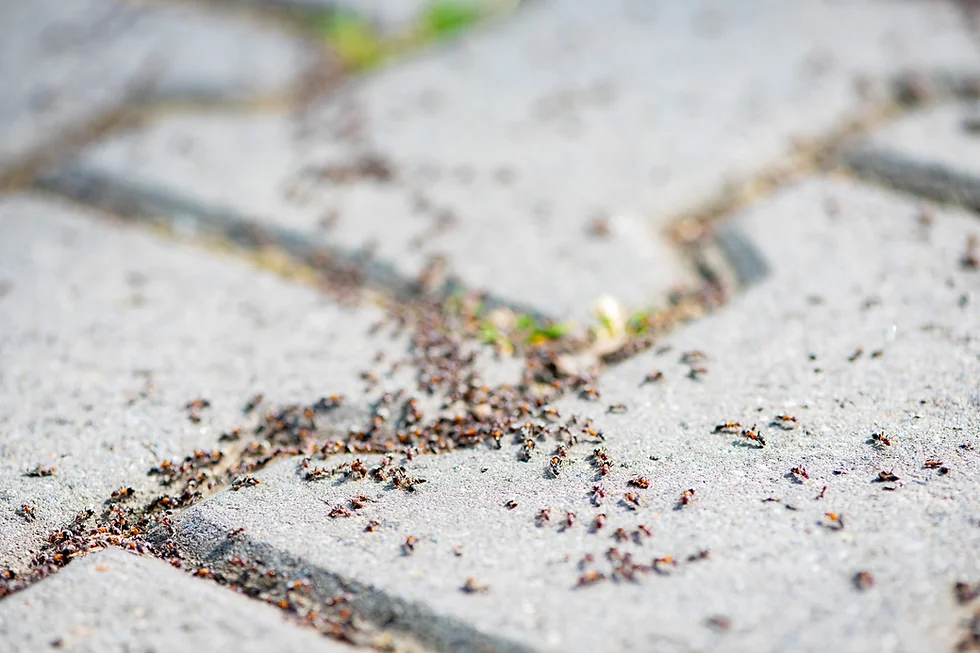 Best Ways to Kill Ants Under Pavers