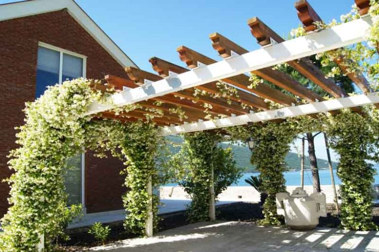 Best Plants to Grow Under Pergola