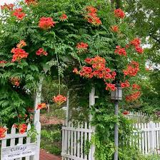 Best Plants to Grow Under Pergola