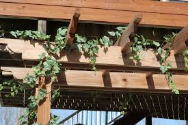 Best Plants to Grow Under Pergola